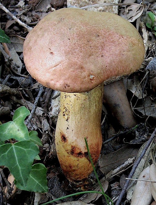 Xerocomus persicolor e armeniacus